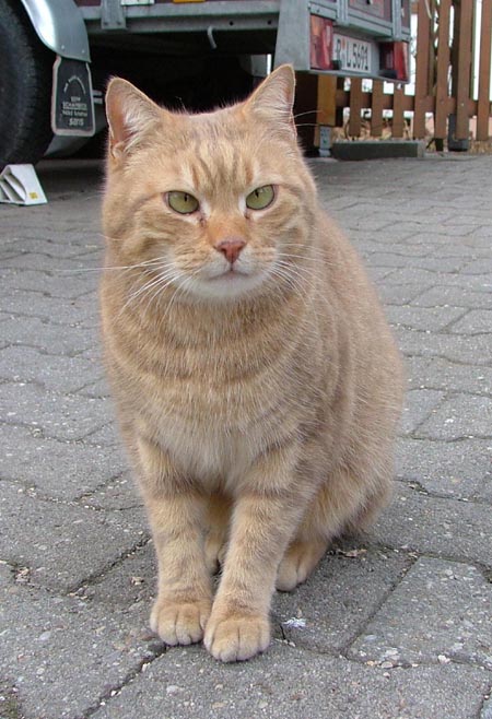 Chico - Katze des Jahres 2008